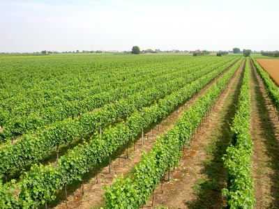 wineyard - agriturismo Ravaglia Grande