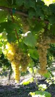 Grapes Albana
