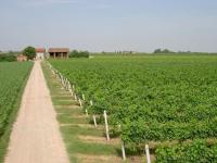 Azienda Agricola Ravaglia Grande